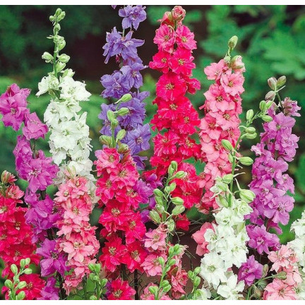 R2801 GARTEN STECHPALME VOLL MIX SOMMER STECHPALME BLUMEN 1G SAMEN