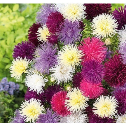 R0425 NADEL ASTER HOCH MIX FARBE 1 GR SAMEN SCHNITTBLUMEN UND BLUMENBEETE