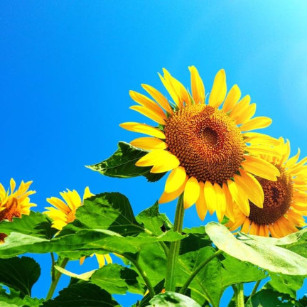 W1231 ESSBARE GARTEN-SONNENBLUME GESTREIFTES SAATGUT ZUR AUSSAAT SONNENBLUME 10G