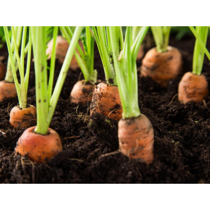 W1109 KAROTTENSAMEN ERSTE ERNTE B. FRÜHE SAFTIGE MÖHREN FÜR SAFT