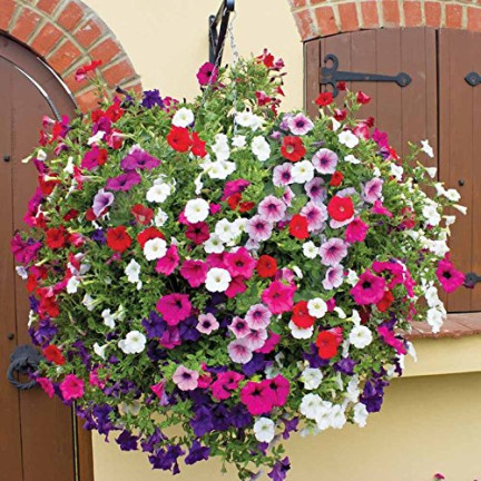 R7325 PETUNIE HÄNGEND BALCONY MIX 0.3G SAMEN BALCONY MIX PETUNIEN