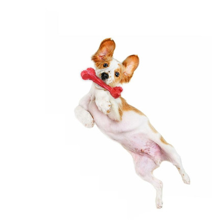 TG56080 BONE Chew mit Quietschwürfel HUNDSPIELZEUG