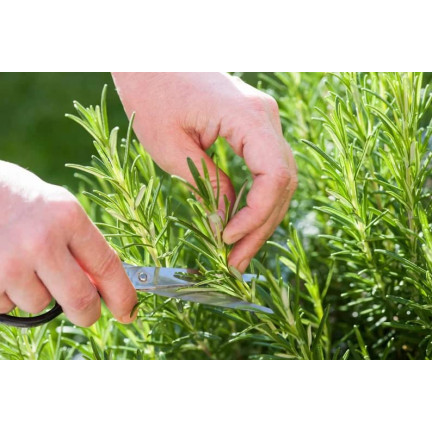 Z3028 ROSMARIN AROMATISCHE KRÄUTER SAMEN MEHRJÄHRIG 0.1G