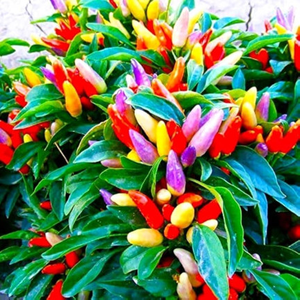 R2199 ORNAMENTAL PAPER MIX EINJÄHRIG - VERSCHIEDENE FARBEN BALKON Capsicum annuum L.
