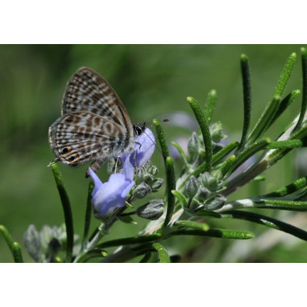 Z3028 ROSMARIN AROMATISCHE KRÄUTER SAMEN MEHRJÄHRIG 0.1G