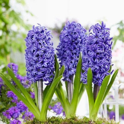 Hyazinthe „Blue Pearl“, Blumenzwiebeln, Hyazinthenzwiebeln, Größe 14/15, 5 Stück