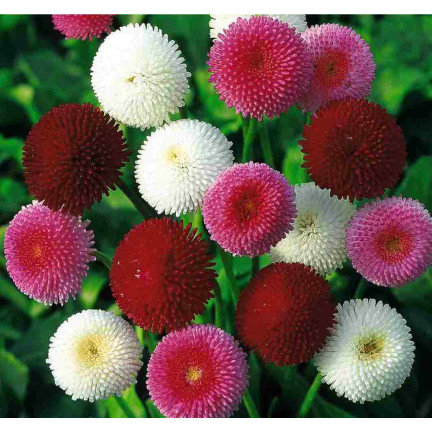 R3907 Pompon-Gänseblümchen, Mischung, Samen, 0,1 g, Blütenfarbe