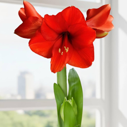 Hippeastrum „Zwartnica Red Lion“, Amaryllis, Größe 24/26, leuchtendes Rot, 1 Stück