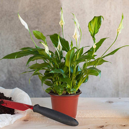 TG67337 PRODUKTION BLUMENTOPF P19 3L RUNDER SAMENTOPF MIT RAND 19X16CM