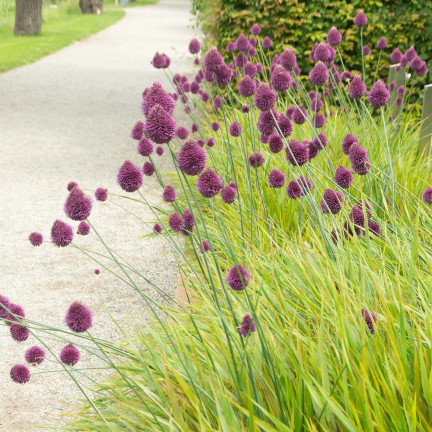 Kopfknoblauch (Allium sphaerocephalon), Blumenzwiebeln, Größe 4/5, 50 Stück.