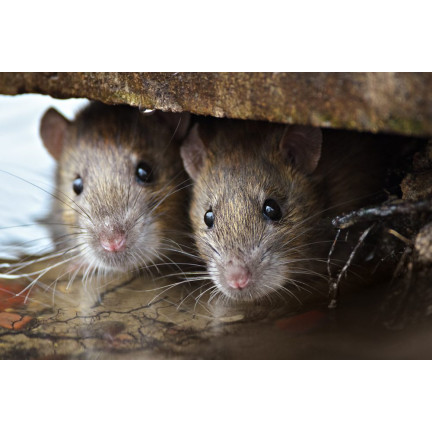 Giftpaste, Gift gegen Mäuse und Ratten, 25 ppm, 120 g, Sumin