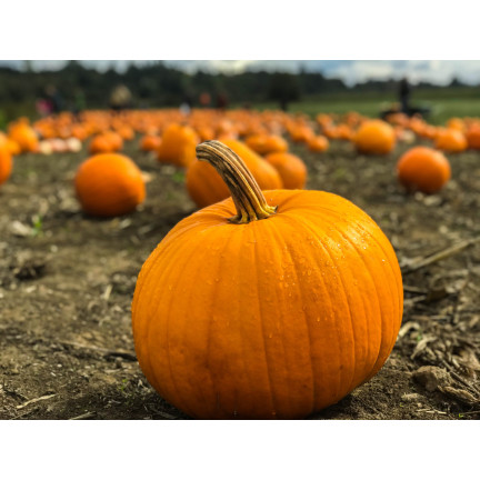 W1038 GOLIAS KÜRBIS CUCURBITA MAXIMA SAMEN KÜRBISFRUCHT BIS ZU 30KG 4G