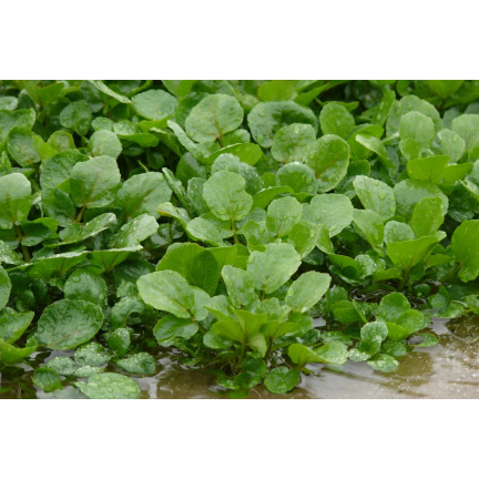 W1187 Brunnenkresse vitaminreiches Gemüsesaatgut mit hohem Ertrag winterhartes Superfood