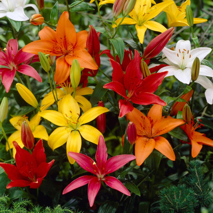 Asiatische Lilien, gemischte Sorten, Lilienzwiebeln, Größe 14/16, 5 Stück