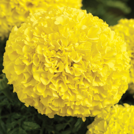 Großblütige Tagetes „Moonlight“, Tagetes-Samen, essbare Blüten, 1 g