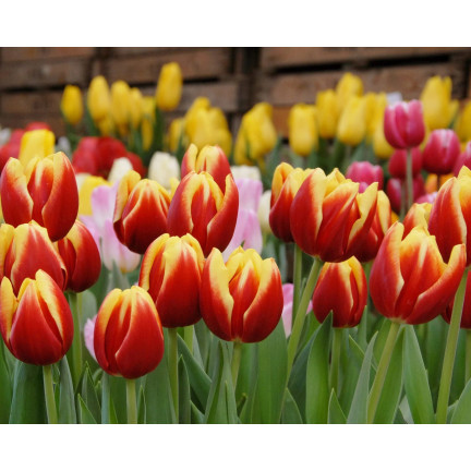 Tulpe „Dow Jones“, Tulpenzwiebeln, Blumenzwiebeln, Größe 9/10, 50 Stück 