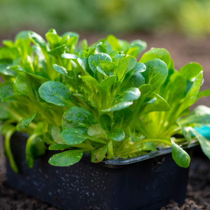 W1186 FELDSALAT GEMÜSESAMEN VITAMINREICHER KOPFSALAT 1G