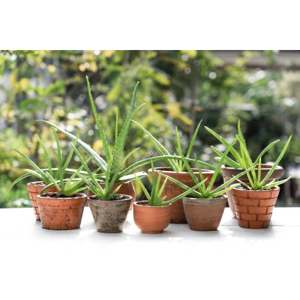 BIO10 ERDE FÜR KAKTEEN UND SUKKULENTEN ALOE VERA DURCHLÄSSIG 5L
