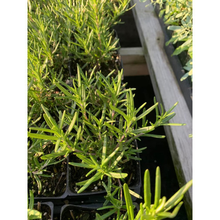 Z3028 ROSMARIN AROMATISCHE KRÄUTER SAMEN MEHRJÄHRIG 0.1G