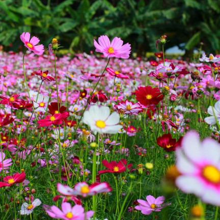 R3136 EINTAGSFLIEGE KOSMOS MIX FARBEN EINTAGSFLIEGE BLUMENSAMEN 1G FÜR GARTENBEETE