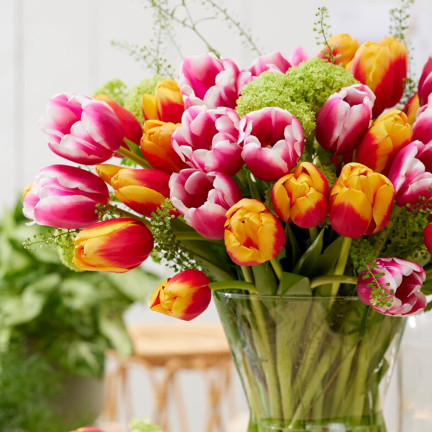 Tulpen-Pflückgarten-Mischung, Tulpenzwiebeln in verschiedenen Sorten, Größe 9,5/10, 50 Stück