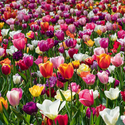 Tulpen-Pflückgarten-Mischung, Tulpenzwiebeln in verschiedenen Sorten, Größe 9,5/10, 50 Stück