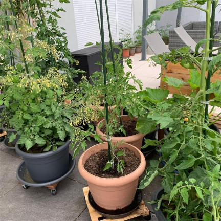 Tomatenstäbe, Pflanzenstützen, Gartenstützen für Gurken, 40 Stück/Set, 8 mm x 60 cm