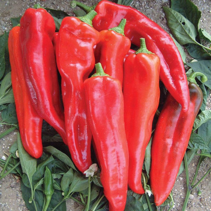 W1314 SMELLY PAPER MARCONI PLENTY OF SWEET FRUIT lang, konisch, rot Capsicum annuum L. 0,5G