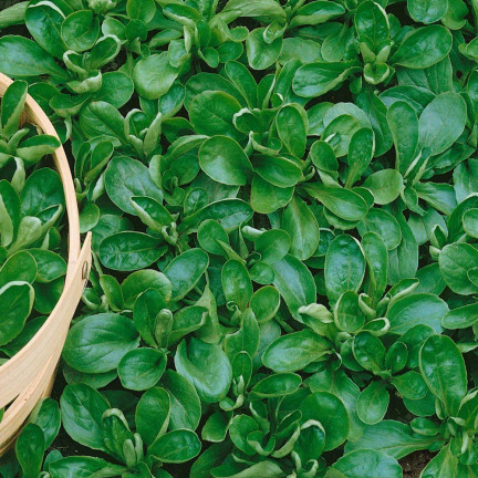 W1186 FELDSALAT GEMÜSESAMEN VITAMINREICHER KOPFSALAT 1G