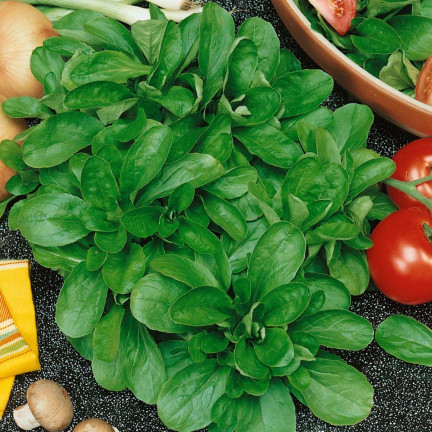 W1186 FELDSALAT GEMÜSESAMEN VITAMINREICHER KOPFSALAT 1G