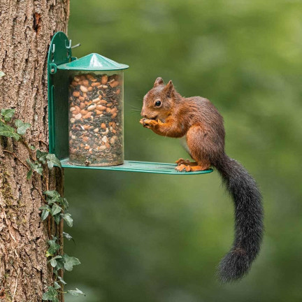 Futter für Eichhörnchen, Nahrung für Eichhörnchen, gesunde Mischung, Turdus, 500 g