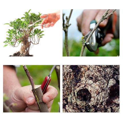 SUM24 Gartenbausalbe P-13 AA 60g, Pfropf- und Schnittpflanzen, Sumin, für Pfropfwunden, + Streifen