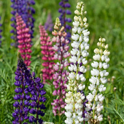 R2818 SOMMERLUPINE 1G SAMENMISCHUNG FARBE LUPINENBLÜTEN