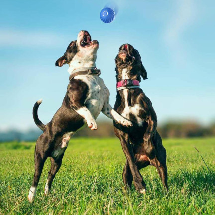 Tg80435 entkommen Ball Hund Katze führte interaktives Spielzeug für Haustier mit USB-Ladegerät