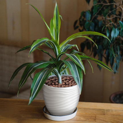 BIO38 Garten-Blählehm, Drainage, Substrat für Topfpflanzen und Blumen, 4 l, 8–16 mm