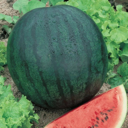 W1001 WASSERMELONE SAMEN ZUCKER BABY CAVON SÜSS SAFTIGES FRUCHTFLEISCH FÜR DEN ANBAU 1G