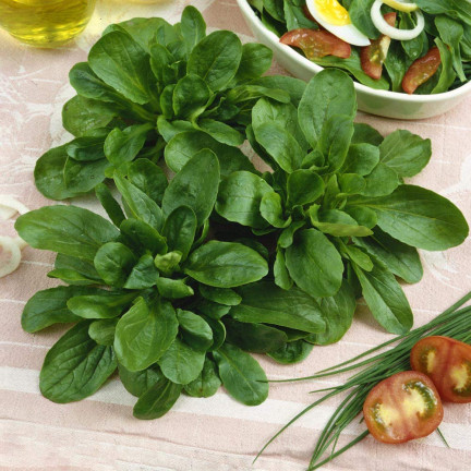 W1186 FELDSALAT GEMÜSESAMEN VITAMINREICHER KOPFSALAT 1G