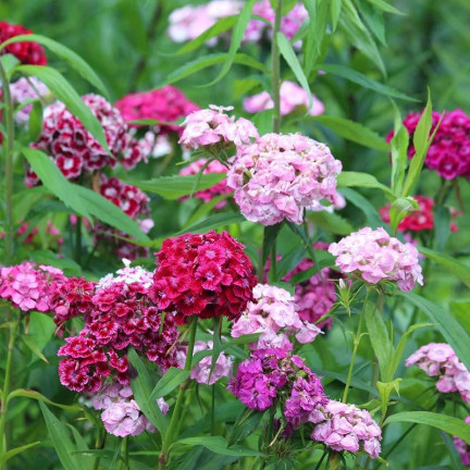 R0739 BARTNELKEN MIX 1G BLUMENSAMEN MEHRFARBIGE NELKEN