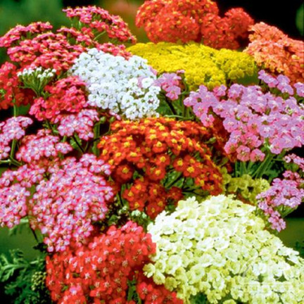 R2140 SCHAFGARBE SAMENMISCHUNG BEETBEPFLANZUNG MEHRJÄHRIG FÜR SCHNITTBLUMEN