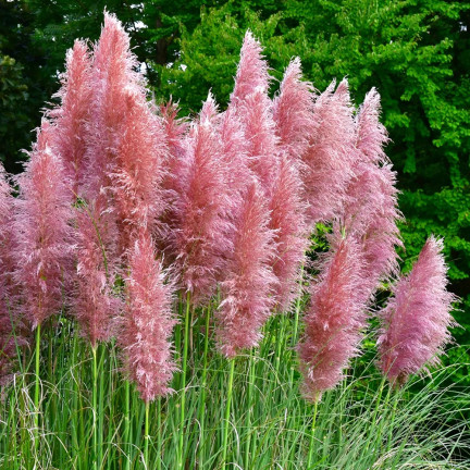 Rosa Pampasgras, Cortaderia selloana, Grassamen