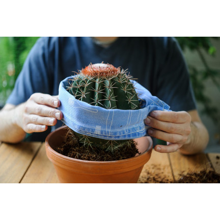 BIO10 ERDE FÜR KAKTEEN UND SUKKULENTEN ALOE VERA DURCHLÄSSIG 5L