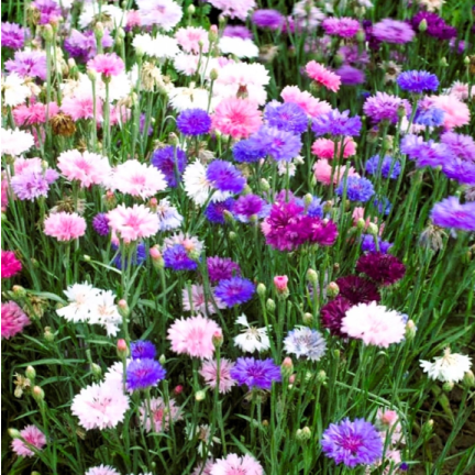 R2068 BABER FLOWER MIX Saatgut, essbare Blumen COLOURFUL MISSILE