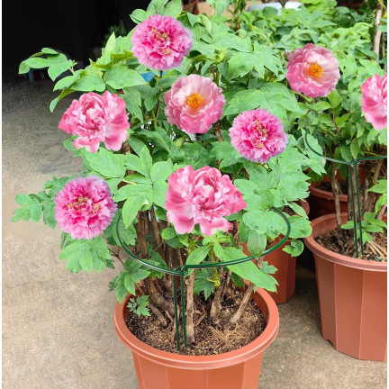 TG77640 Ringstütze, Metallstütze, Blumenpflanzenstütze, 35cm 2Stk.