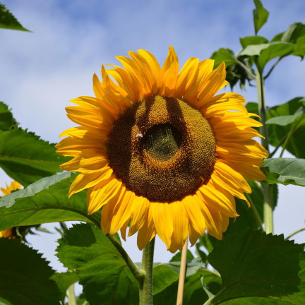 W1231 ESSBARE GARTEN-SONNENBLUME GESTREIFTES SAATGUT ZUR AUSSAAT SONNENBLUME 10G