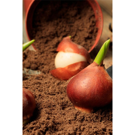 CEB1 TULIP BANJA LUKA BLUMENZWIEBELN 50 STÜCK.