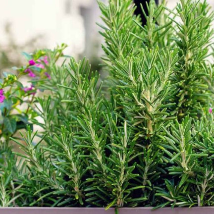 Z3028 ROSMARIN AROMATISCHE KRÄUTER SAMEN MEHRJÄHRIG 0.1G