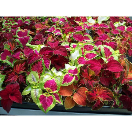 R6663 KOLEUS BRENNNESSEL 0,2G BLUMENSAMEN REGENBOGENMISCHUNG