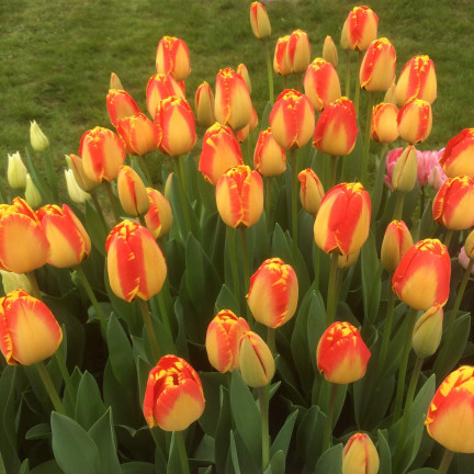 CEB1 TULIP BANJA LUKA BLUMENZWIEBELN 50 STÜCK.