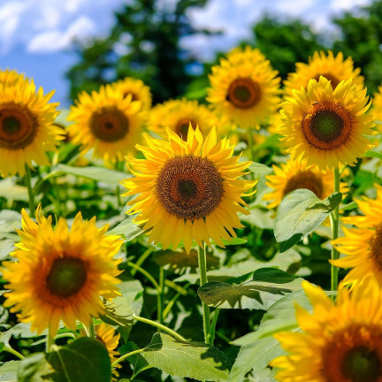 W1231 ESSBARE GARTEN-SONNENBLUME GESTREIFTES SAATGUT ZUR AUSSAAT SONNENBLUME 10G