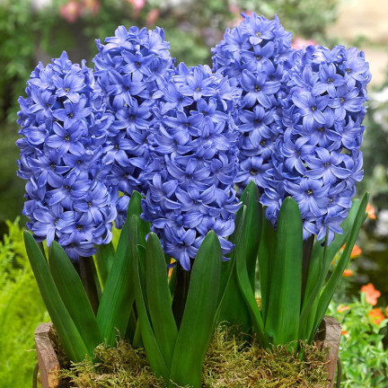 Hyazinthe „Blue Pearl“, Blumenzwiebeln, Hyazinthenzwiebeln, Größe 14/15, 5 Stück